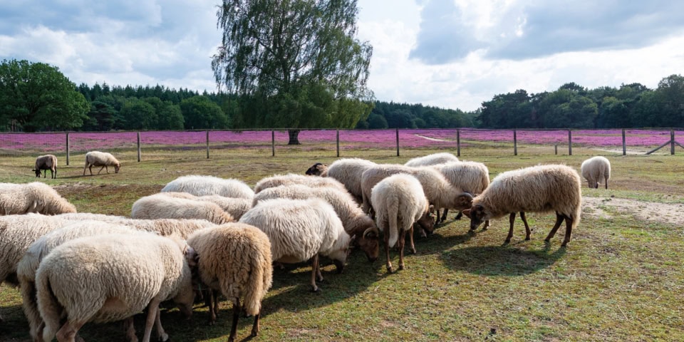 Senior adviseur Jeugd en Onderwijs
